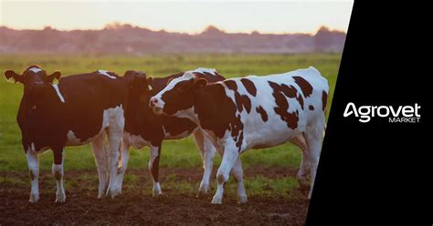 Qué es la transferencia de embriones en bovinos Curiosidades Agrovet