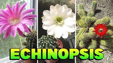 Gênero Echinopsis Apresentação De Espécies Para Identificação Nomes Científicos Youtube