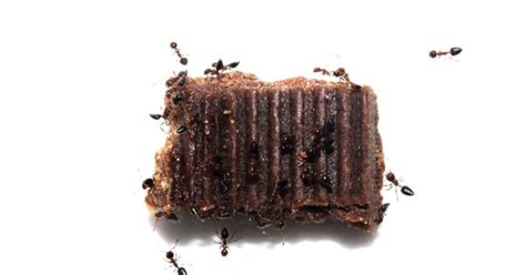 Do Ants Eat Chocolate? (Explained)