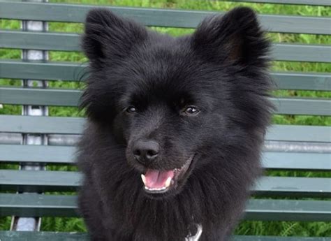 Black Pomeranian Poodle Mix