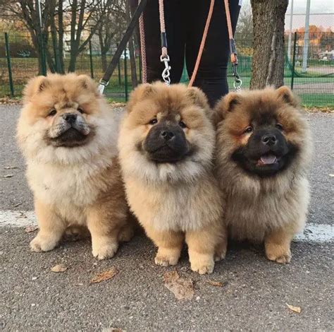 15 Adorable Photos Of Chow Chow Puppies That Make Everyone's Heart Melt - ilovedogscute.com