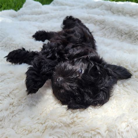 Milo Black Maltipoo Puppy Male Michele S Puppies Paws