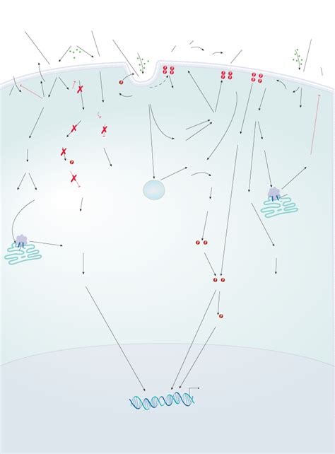 Dopamine D2-Like Receptor Family Signaling Pathways