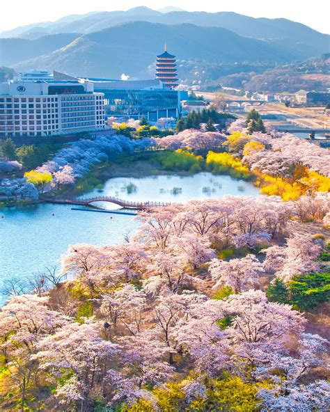 Cherry blossoms in the historic city of Gyeongju, North Gyeongsang ...