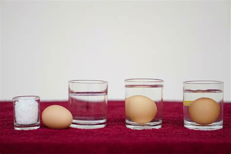 Cerca Arriba Ciencias Experimentar Acerca De Huevos En Agua Comparar