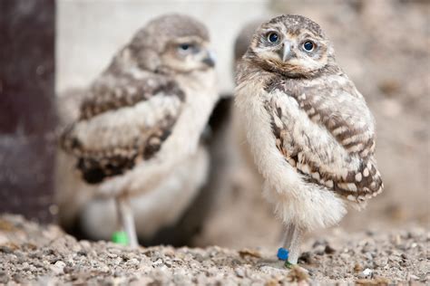 2013 03 09 15h39m19 272p2073 Burrowing Owl Chicks Flickr