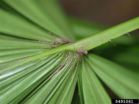 Mangrove Fan Palm Licuala Spinosa