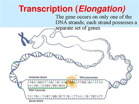 Dna Rna Protein презентация онлайн