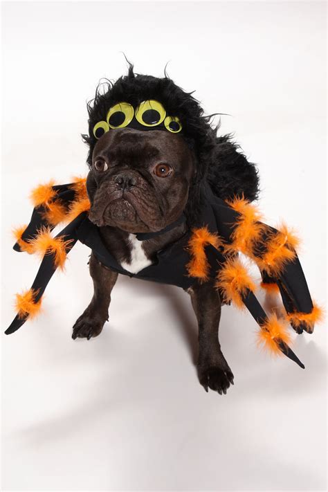 Pug Spider Costume | ubicaciondepersonas.cdmx.gob.mx