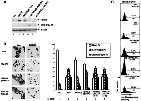 CUL 4A Ablates The HOXA9 Induced Differentiation Block Of 32Dcl3