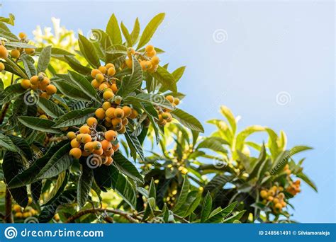 Fruit Tree With Loquats A Loquat Tree Blooming With Ripe Orange Fruits