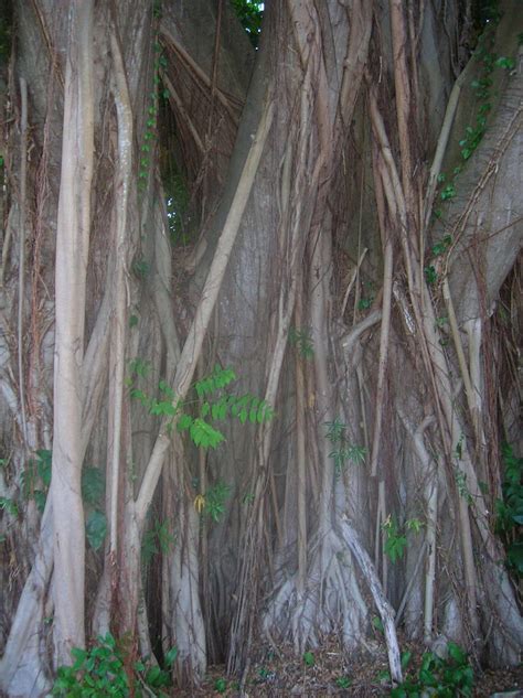 Ficus Retusa Laurel De La India Xaymara Valentin Tomada E Flickr