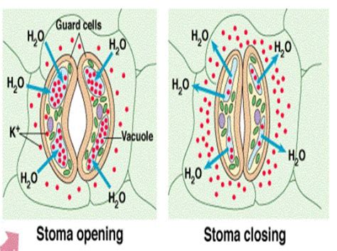 2 Stomata Opening And Closing