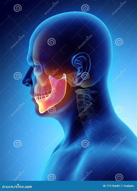 Mandible Vector Illustration CartoonDealer 71444834