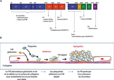 Jle H Matologie Mod Les Murins En H Mostase