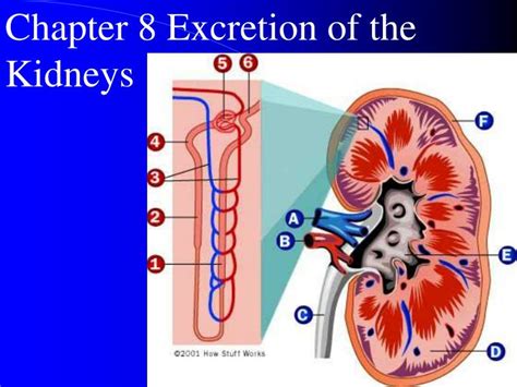 PPT - Chapter 8 Excretion of the Kidneys PowerPoint Presentation, free ...