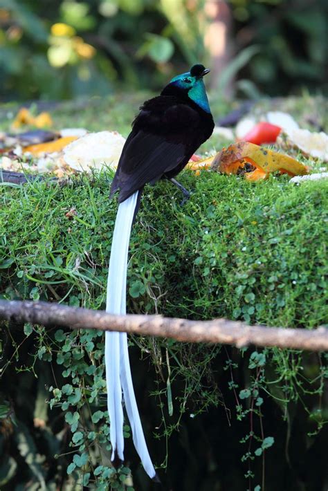 Ribbon Tailed Astrapia For The Birds Birds Bird Feathers Bird Species