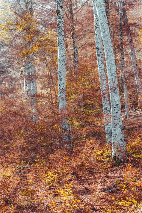 Foliage At Abruzzo National Park Italy Stock Image Image Of Orange