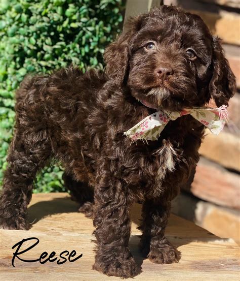 Resse Chocolate Cockapoo Girl