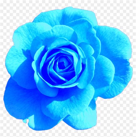 Blue Rose Aesthetic Tumblr Freetoedit Png Aesthetic - Light Pink Rose ...