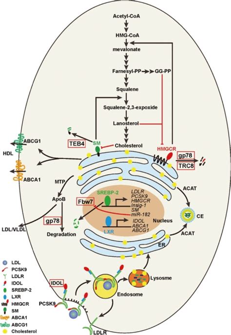 An Illustration Of Cholesterol Homeostasis In A Typical Open I