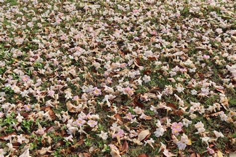 Prunus Cerasoides Flowers Falling on Green Grasses Flooring in the Garden Closeup. Stock Image ...