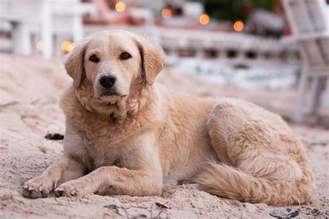 ゴールデンレトリバーの飼い方と気をつけて欲しい注意点3つ 犬のしつけ ハグ