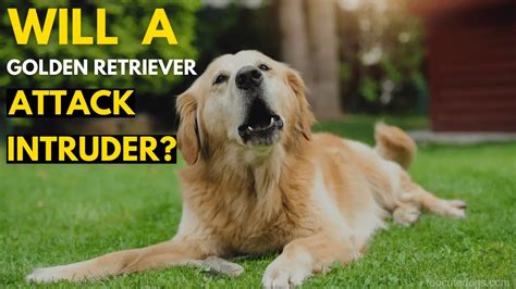 Will My Golden Retriever Attack Intruder? (Honest Breakdown)