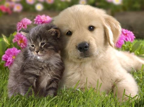 Cute Baby Animal Wallpapers on WallpaperDog