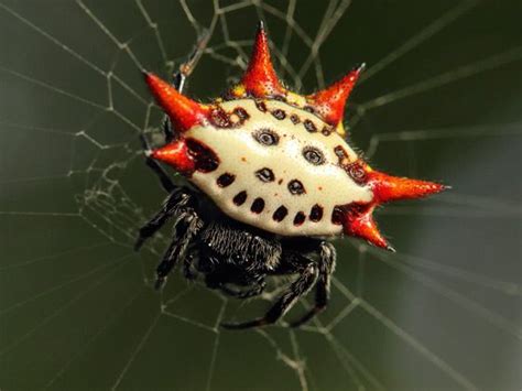 Spinybacked Orbweaver Gasteracantha Cancriformis In 2024 Spider