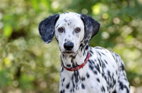 Dalmatian Dogs Breed Information Omlet