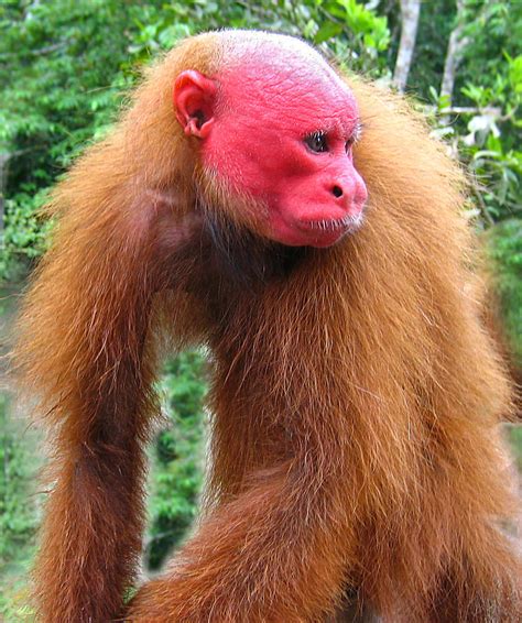 Learn About Monkeys Possessing A Fiery Red Head Adding Red Fur That