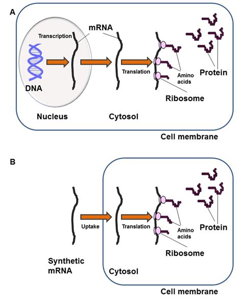 Optimized Conditions For Successful Transfection Of Human Endothelial