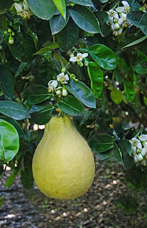 Pomelo fruit and flowers stock image. Image of food - 115461039