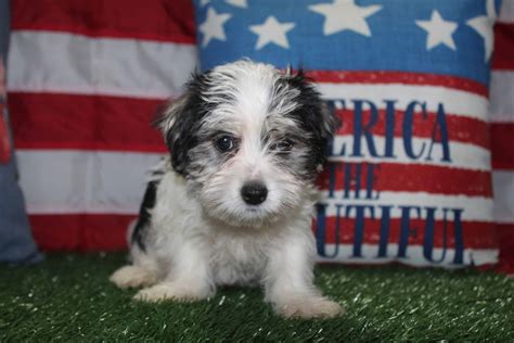 Morkie Puppies | PetClassifieds.com