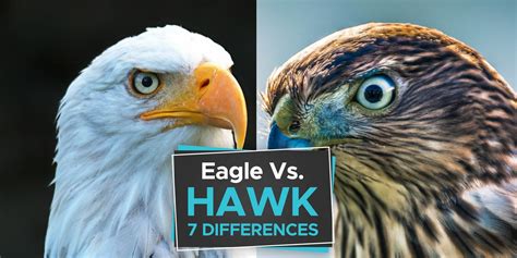 Eagle vs Hawk [The 7 Important Differences to Learn] - Birdwatching Buzz