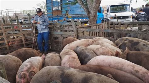 Muitos Su Nos Em Cachoeirinha Pe Al M De Caprinos E Ovinos