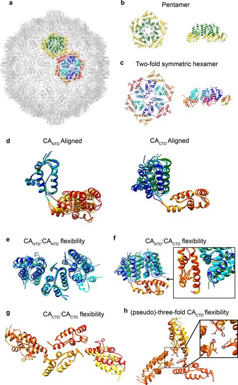 Flexibility of the CA domain within the dArc1 capsid a, Overview of the ...