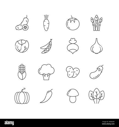 Vegetable Icons In Thin Line Style Vector Illustration Isolated On