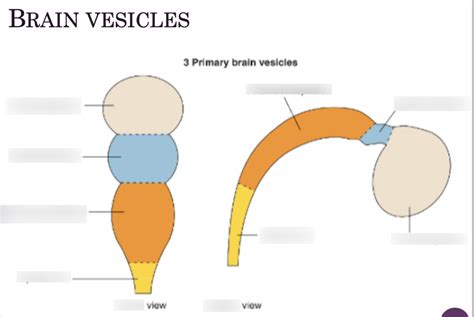 Diagram Primary Vesicles Of The Neural Tube Diagram Quizlet