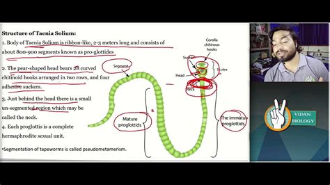 Taenia Solium Structure And Life Cycle YouTube