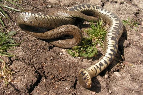 Les Aigles Mangent Ils Des Serpents La R Ponse Petitpets