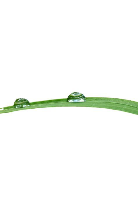 Drops Morning Water Dew, Liquid, Herb, Growth PNG Transparent Image and