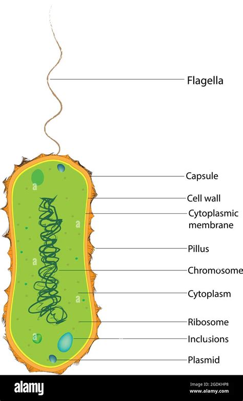 monotrichous bacteria, bacteria have a single flagellum Stock Vector ...