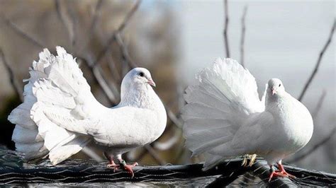 6 Arti Mimpi Burung Merpati Menurut Islam Konon Ini Bisa Jadi