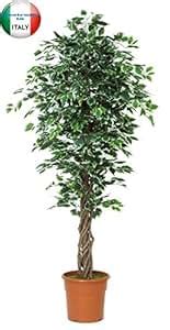 Ficus Benjamin Variegato Albero Artificiale Da Arredo Interno Con