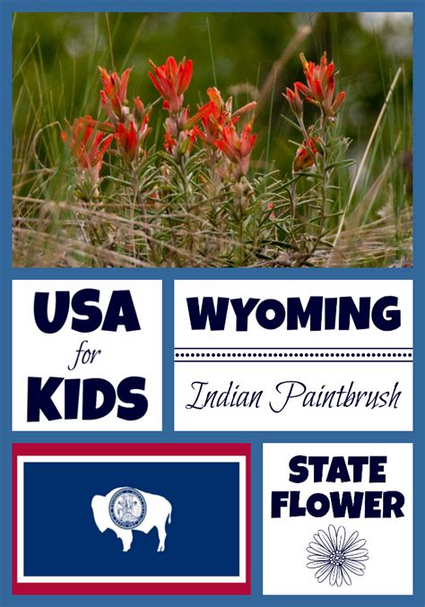 Wyoming State Flower - Indian Paintbrush by USA Facts for Kids