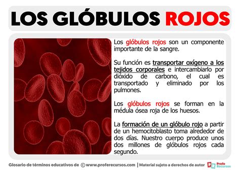 Qué son los Glóbulos Rojos