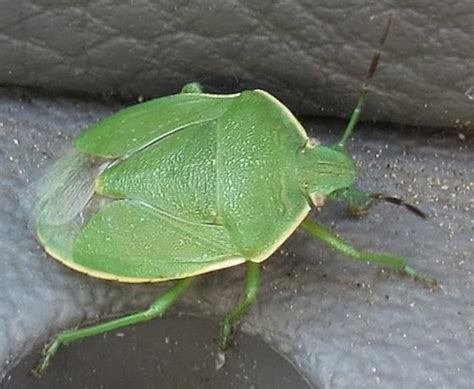 Green Stink Bug Chlorochroa Ligata BugGuide Net