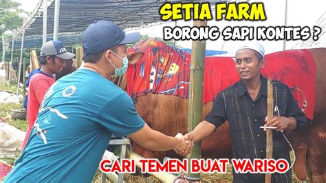 SETIA FARM AKHIRNYA HADIR DI KONTES APPSI JEMBER 2022 CARI SAPI BUAT